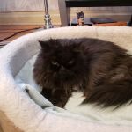 International House Pet Calls