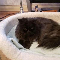 International House Pet Calls ico