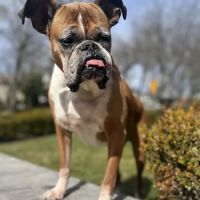 Greater Staten Island Veterinary Services ico
