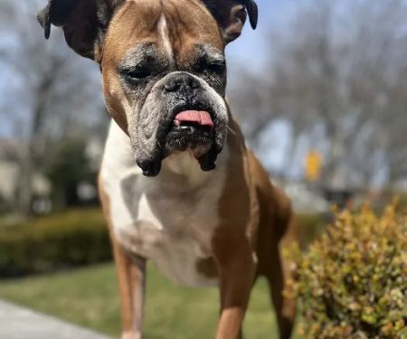 Greater Staten Island Veterinary Services