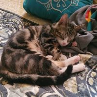 Banfield Pet Hospital ico