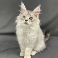Pleasant Plains Animal Hospital North ico