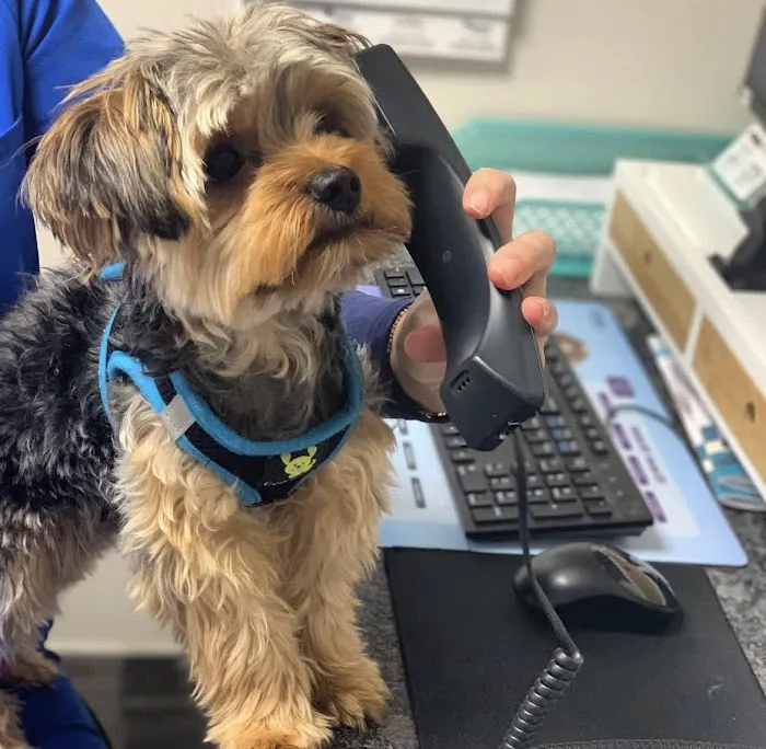 Pleasant Plains Animal Hospital North Picture 3