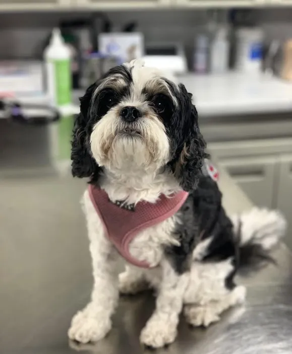 Pleasant Plains Animal Hospital North Picture 5