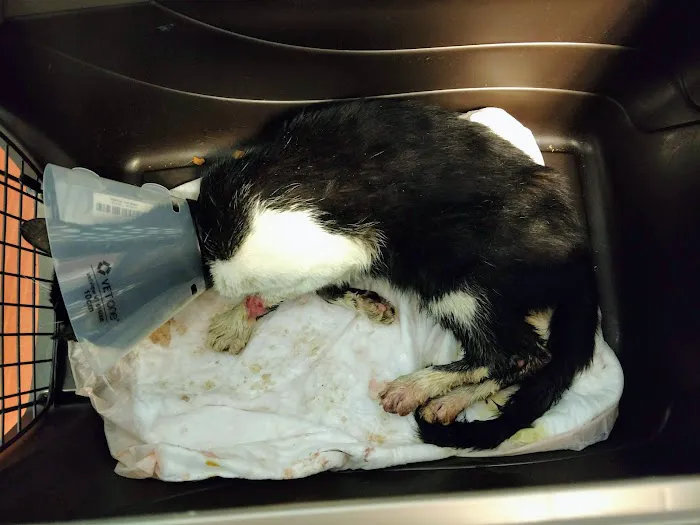 Aadobe Animal Hospital Picture 4