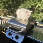 Island Bird Cat & Dog Veterinary Group