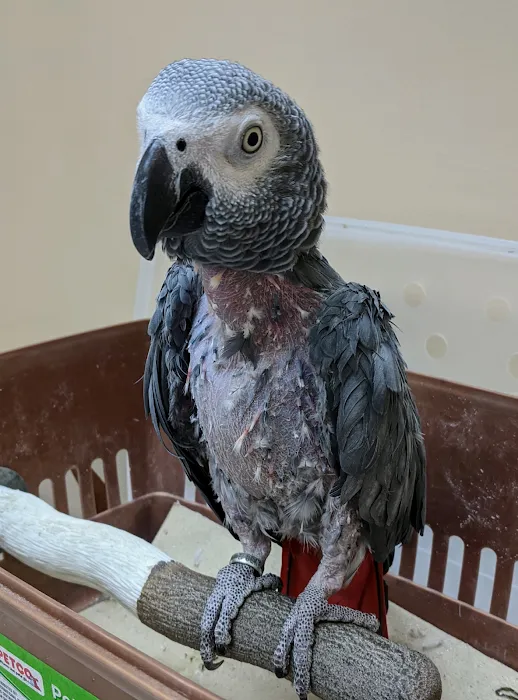 Island Bird Cat & Dog Veterinary Group Picture 5