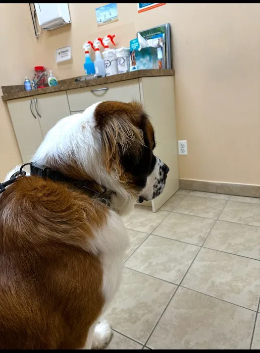 Island Bird Cat & Dog Veterinary Group Picture 7