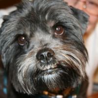 Four Corners Veterinary Practice ico