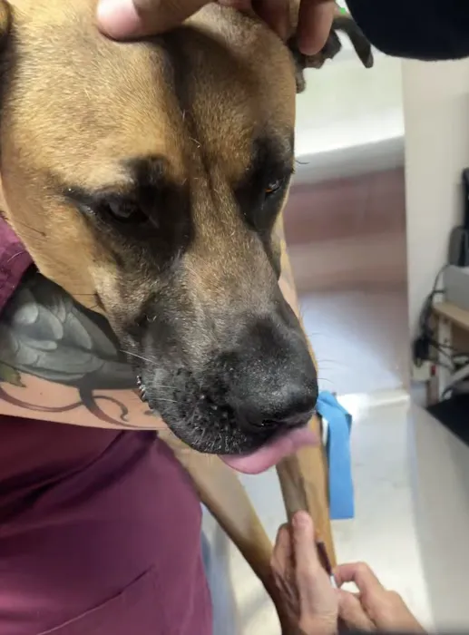 Northside Animal Hospital Picture 3