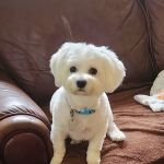 Pocono Peak Veterinary Center