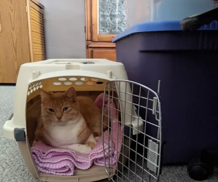 Mt Bethel Animal Hospital