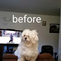 Banfield Pet Hospital ico