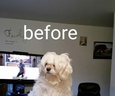 Banfield Pet Hospital