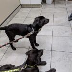 Barton Heights Veterinary Hospital