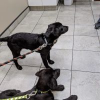 Barton Heights Veterinary Hospital ico