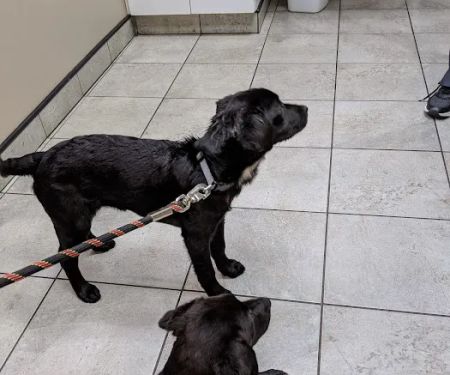 Barton Heights Veterinary Hospital