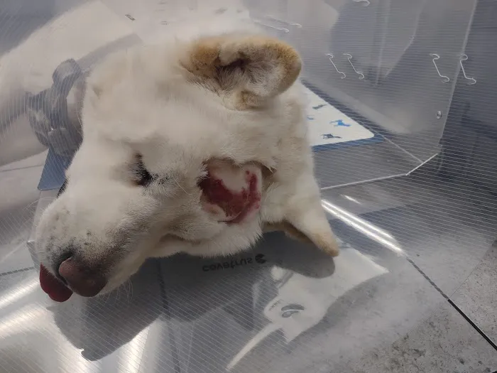 Barton Heights Veterinary Hospital Picture 6