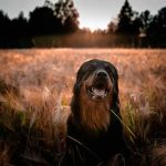 Veterinary Essentials