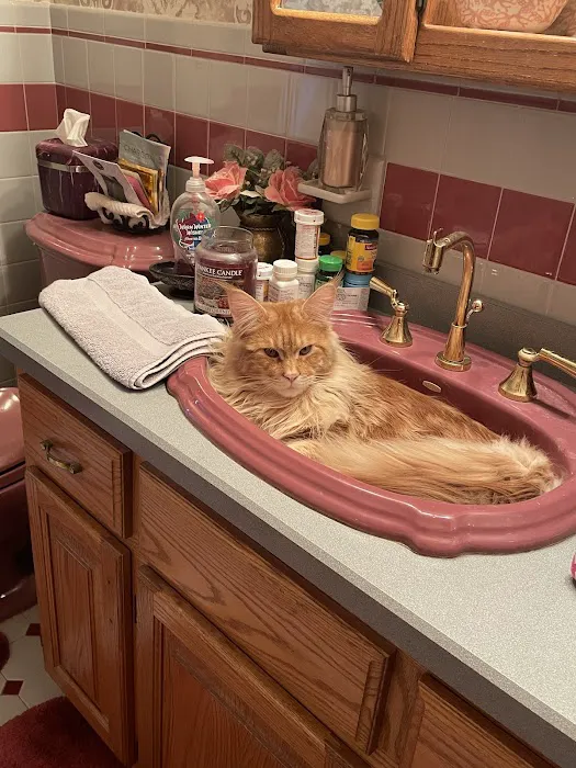 Coolbeans Maine Coons Picture 3