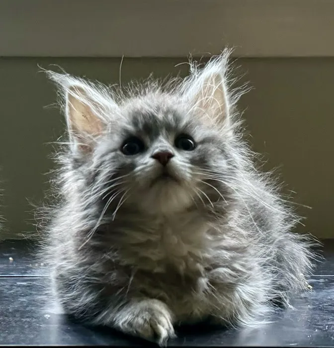 Coolbeans Maine Coons Picture 1