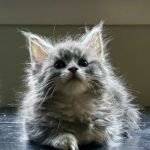 Coolbeans Maine Coons