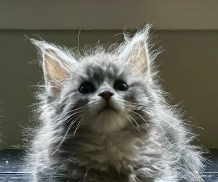 Coolbeans Maine Coons