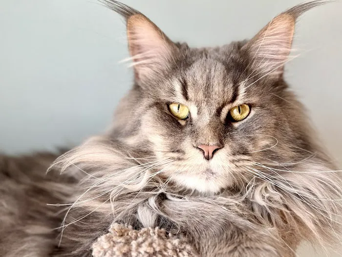 Coolbeans Maine Coons Picture 6