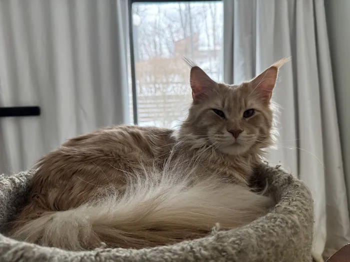Coolbeans Maine Coons Picture 4
