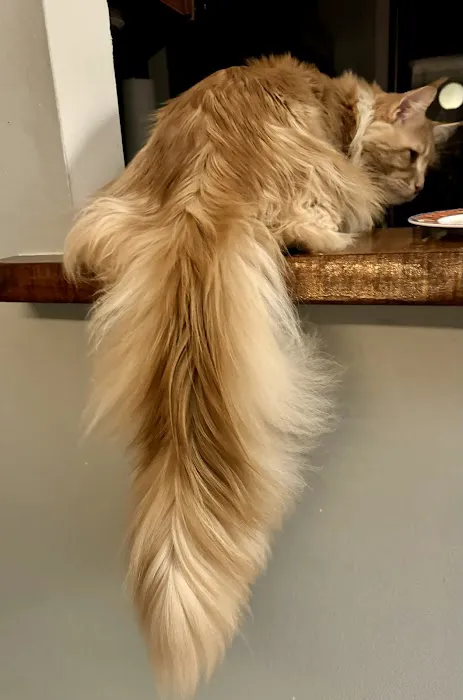 Coolbeans Maine Coons Picture 5