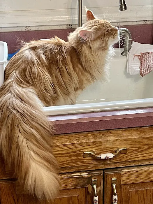 Coolbeans Maine Coons Picture 7