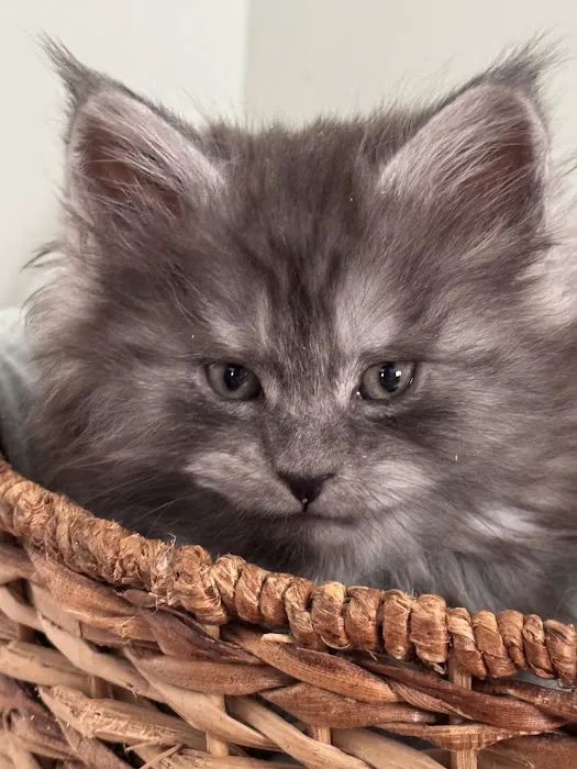 Coolbeans Maine Coons Picture 8