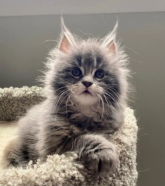 Coolbeans Maine Coons Picture 9