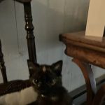 PetVet Vaccination Clinic