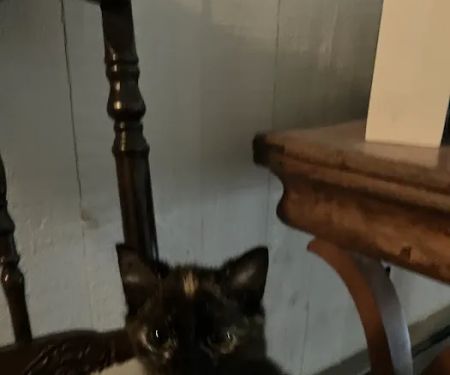 PetVet Vaccination Clinic