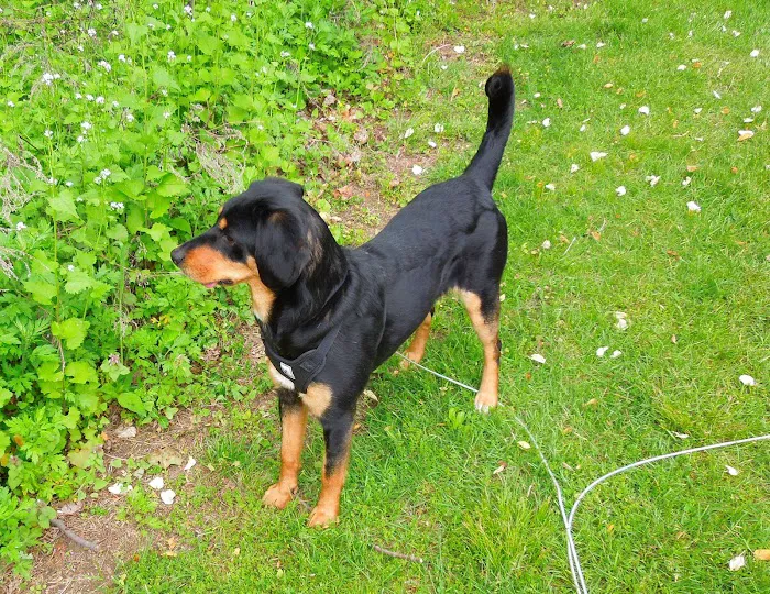 PetVet Vaccination Clinic Picture 4