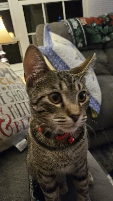 PetVet Vaccination Clinic Picture 3