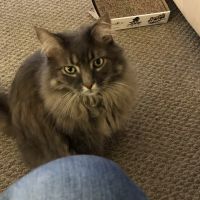 The Highlands Veterinary Hospital ico