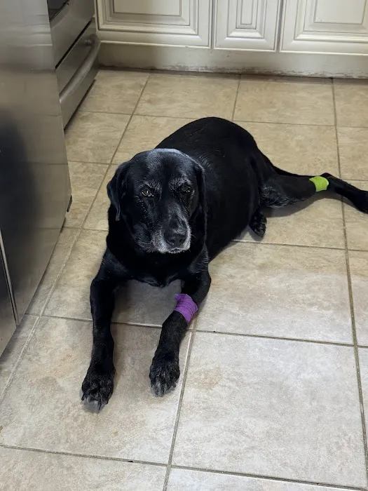 The Highlands Veterinary Hospital Picture 2