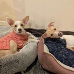 Veterinary Center of Hardyston