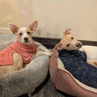Veterinary Center of Hardyston ico