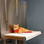 Berwick Veterinary Care Center