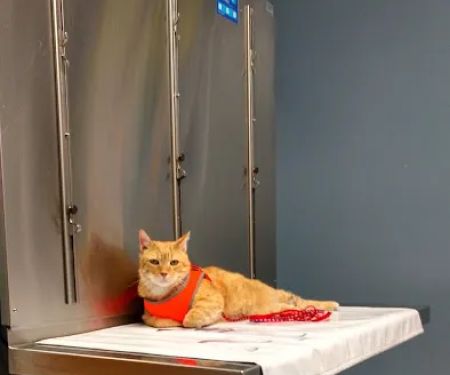 Berwick Veterinary Care Center