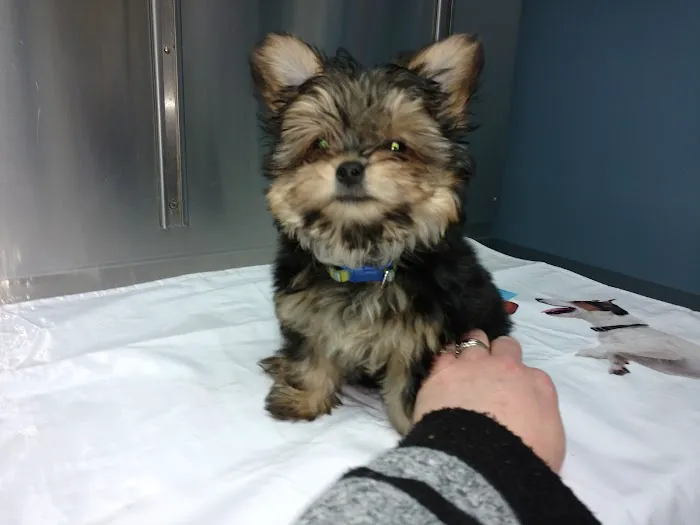 Berwick Veterinary Care Center Picture 2