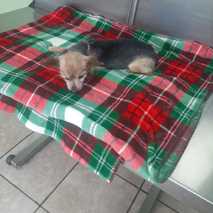 Berwick Veterinary Care Center Picture 8