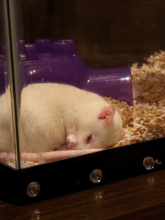 Ani-Care Animal Hospital Picture 9