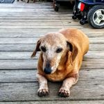 Leader Heights Animal Hospital: Aiello Jennifer A DVM
