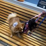 Leader Heights Animal Hospital