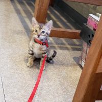 Heston Veterinary Medical Center ico