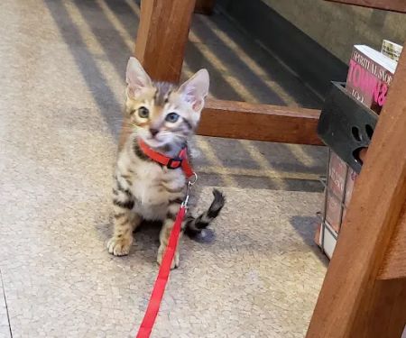 Heston Veterinary Medical Center